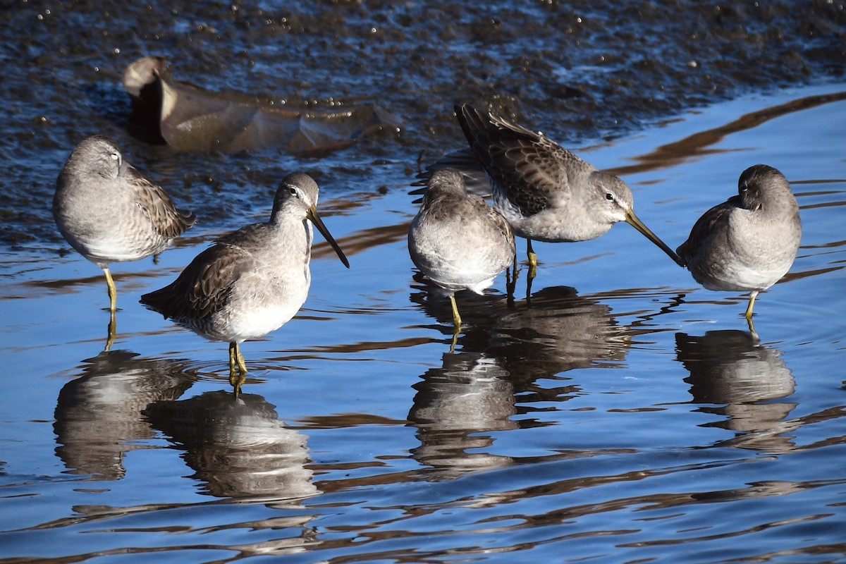 Long-billed Dowitcher - ML611678427