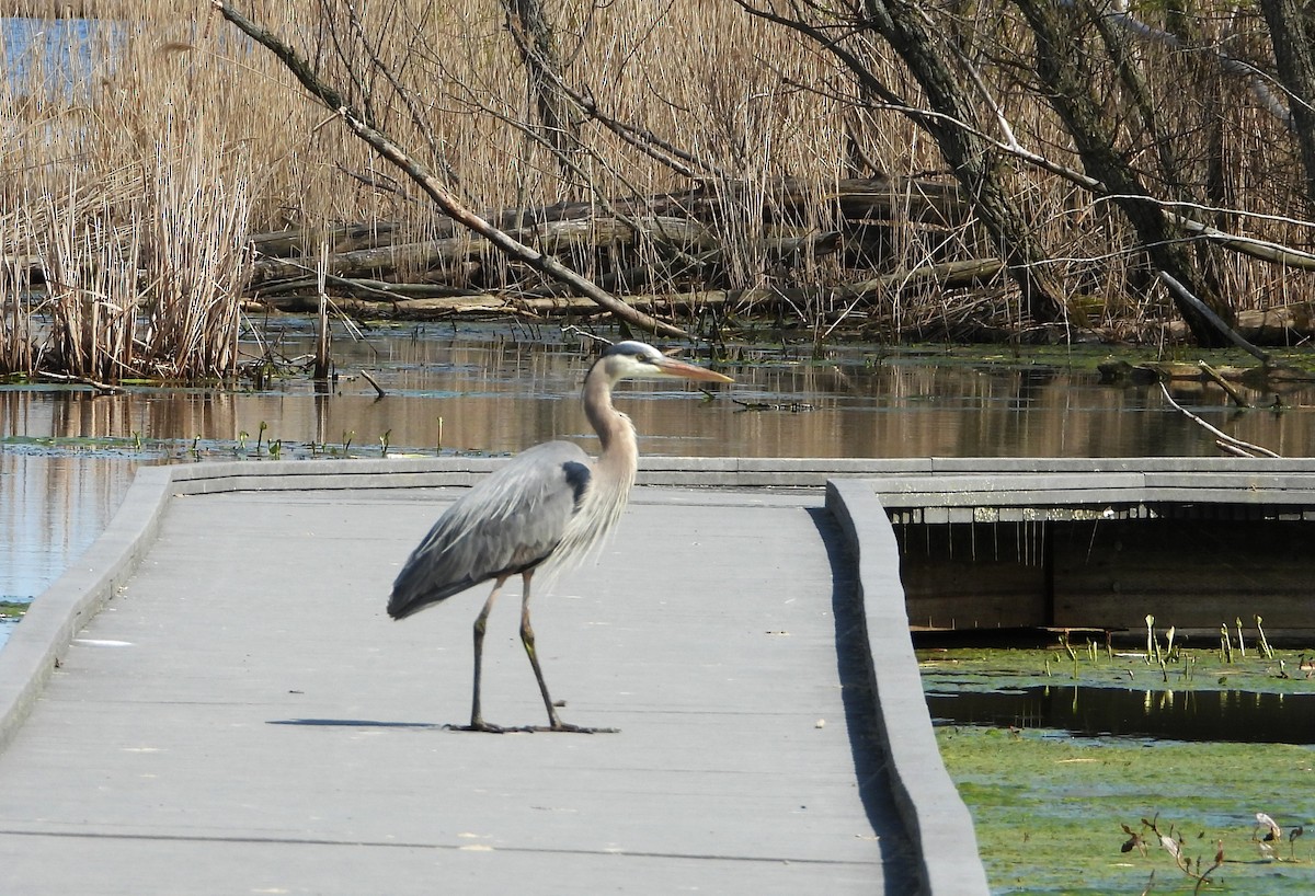 Great Blue Heron - Rob Crawford