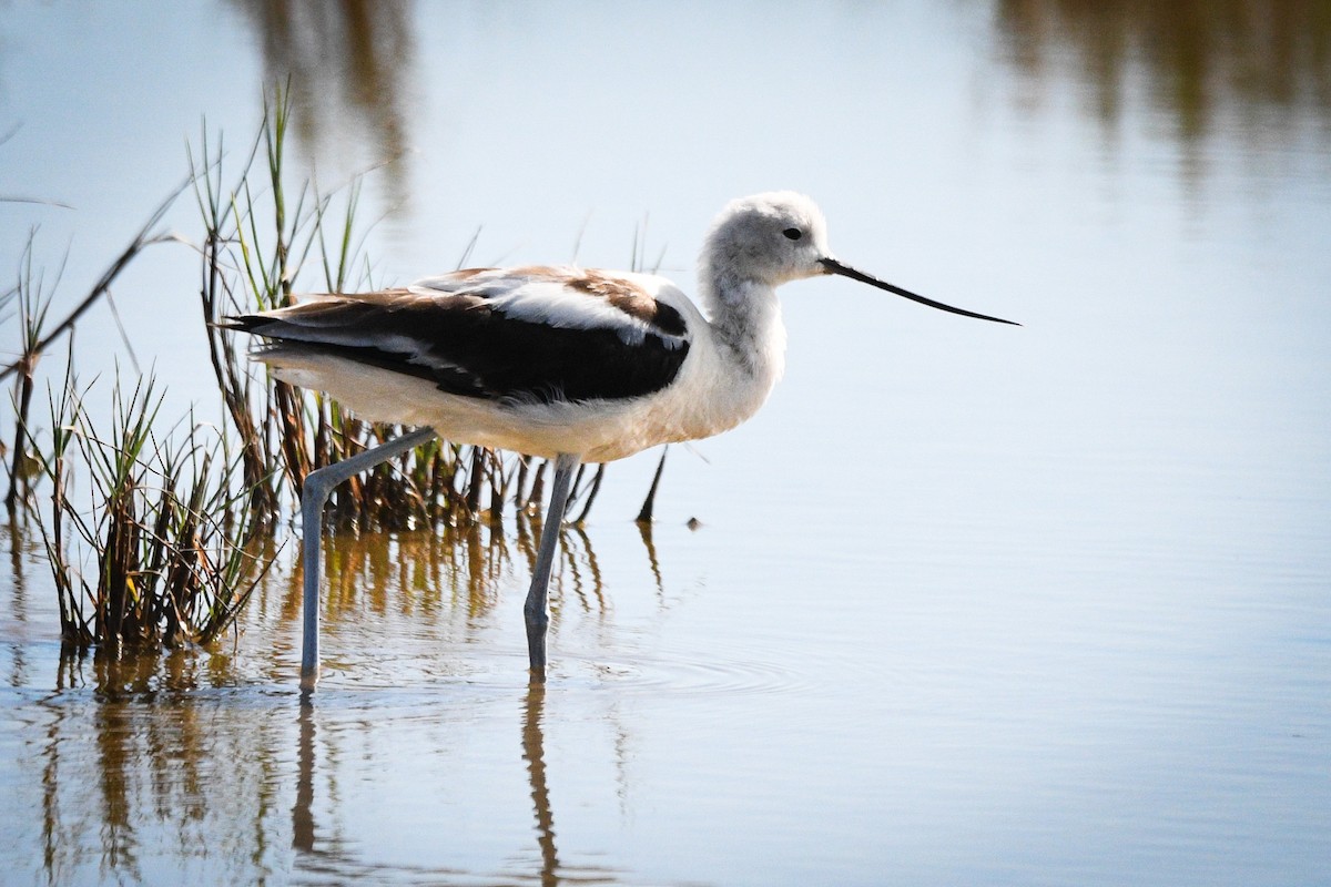 Avoceta Americana - ML611678444