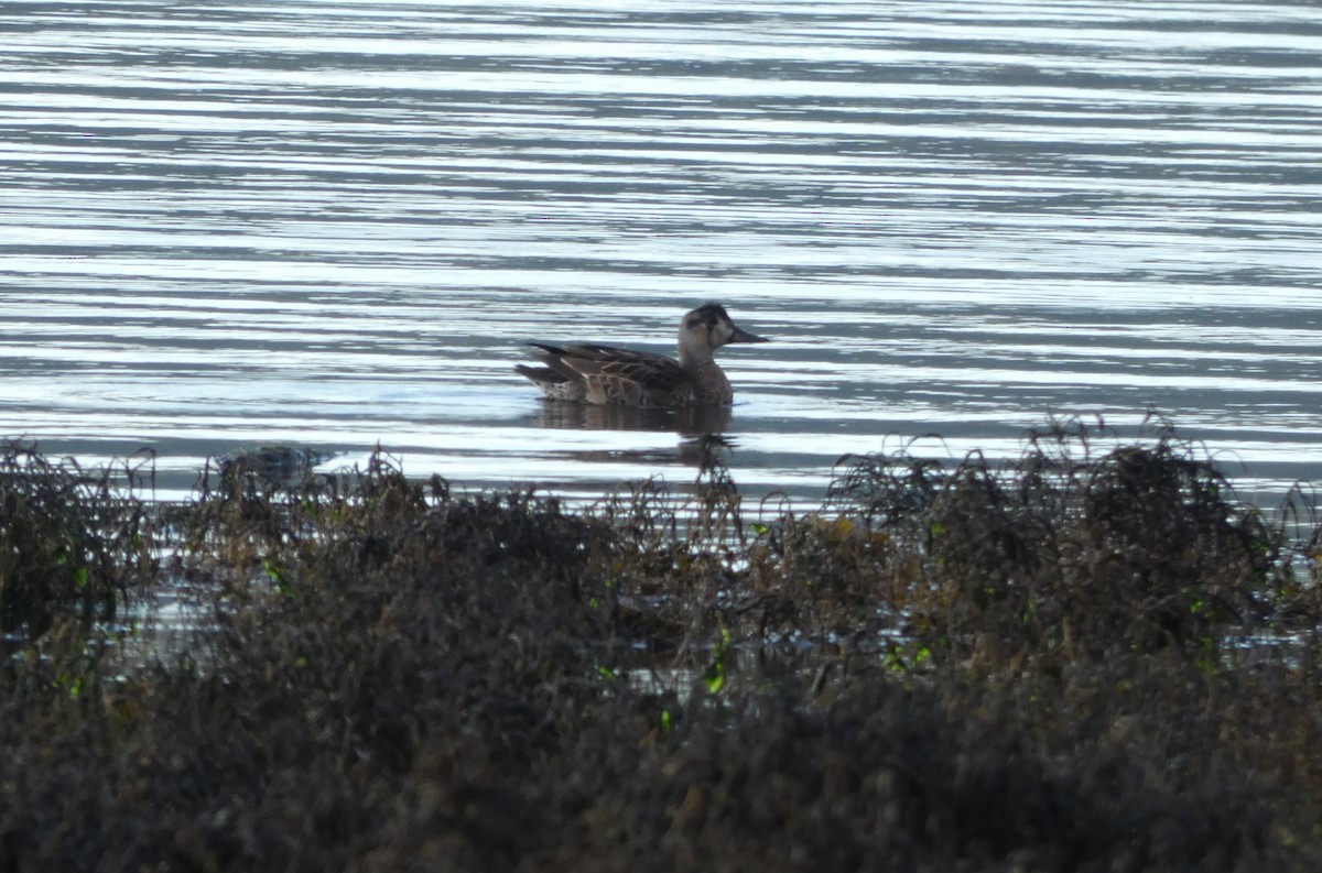 Baikal Teal - Andrew & Karen Westerhof