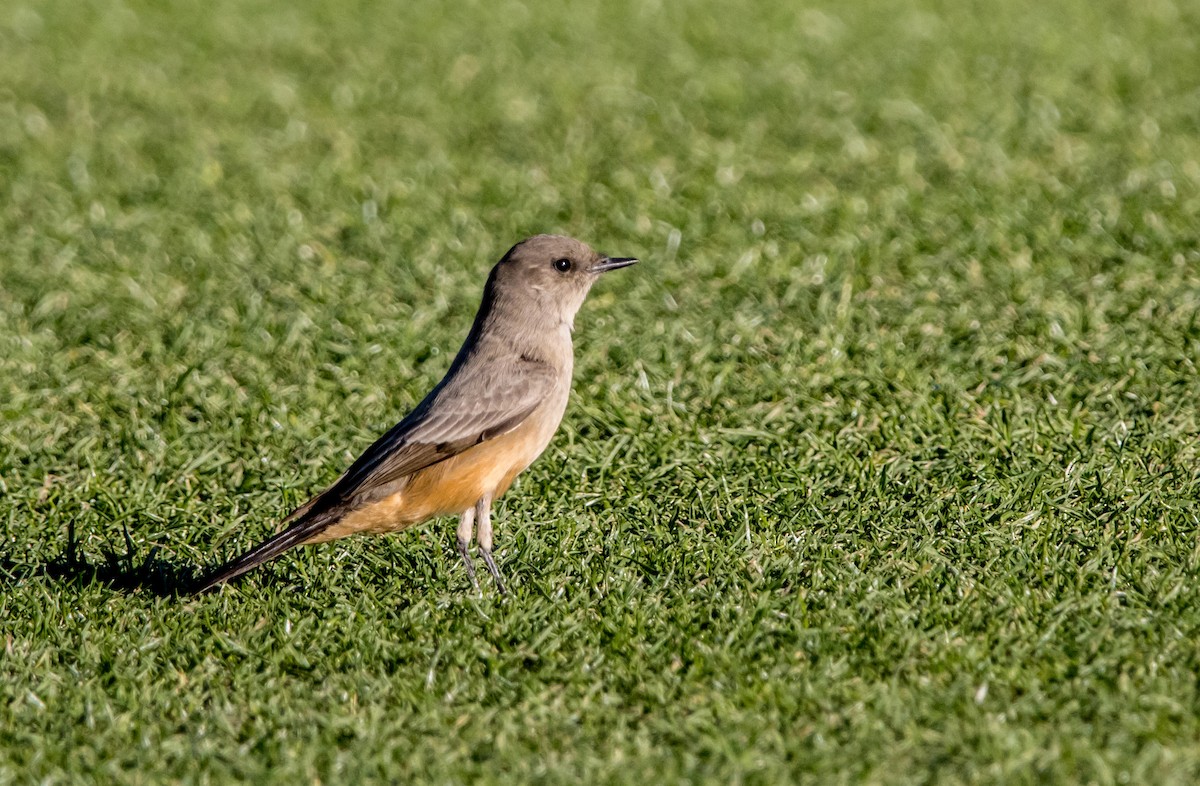 Say's Phoebe - Daniel Ward