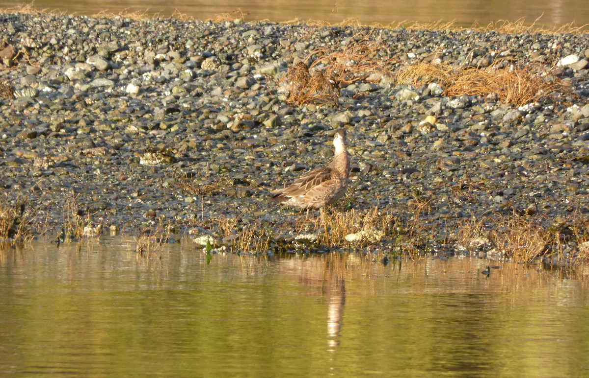 Baikal Teal - Andrew & Karen Westerhof