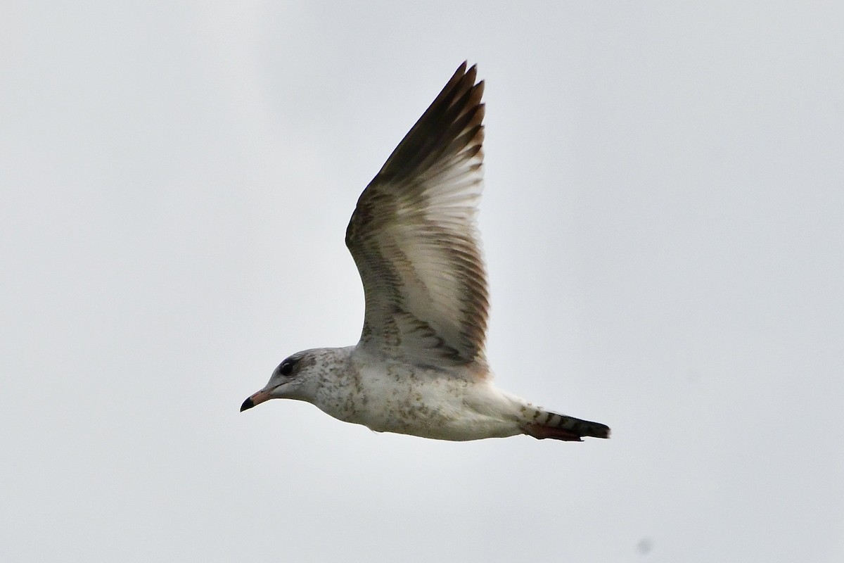 Ring-billed Gull - Kelvin Bodden