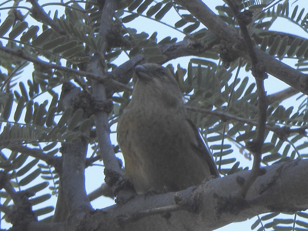 Red Crossbill - Dan Stoker