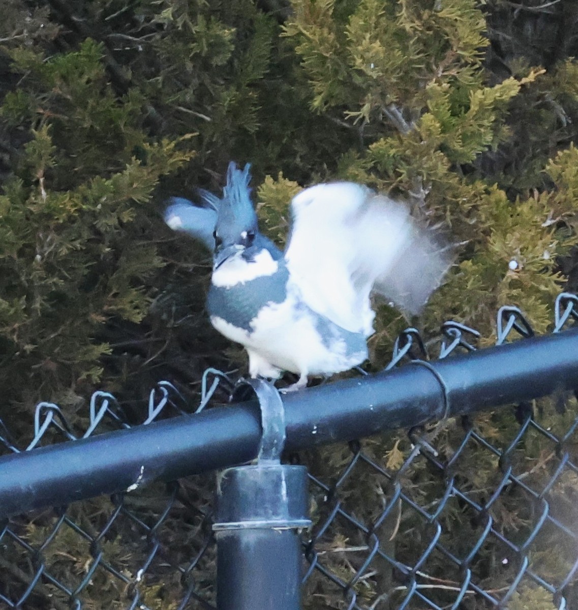 Belted Kingfisher - ML611678775