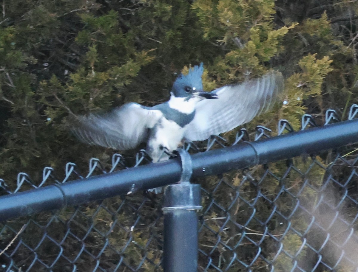 Belted Kingfisher - ML611678779