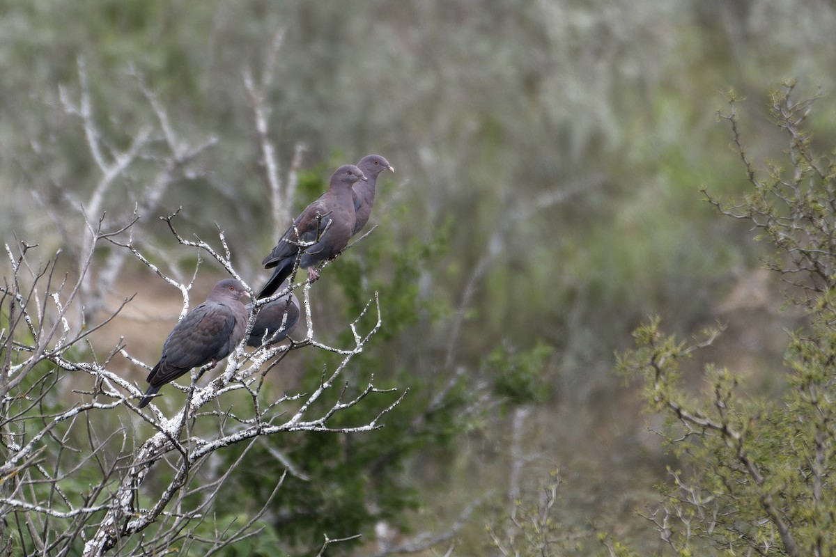 Red-billed Pigeon - ML611678797