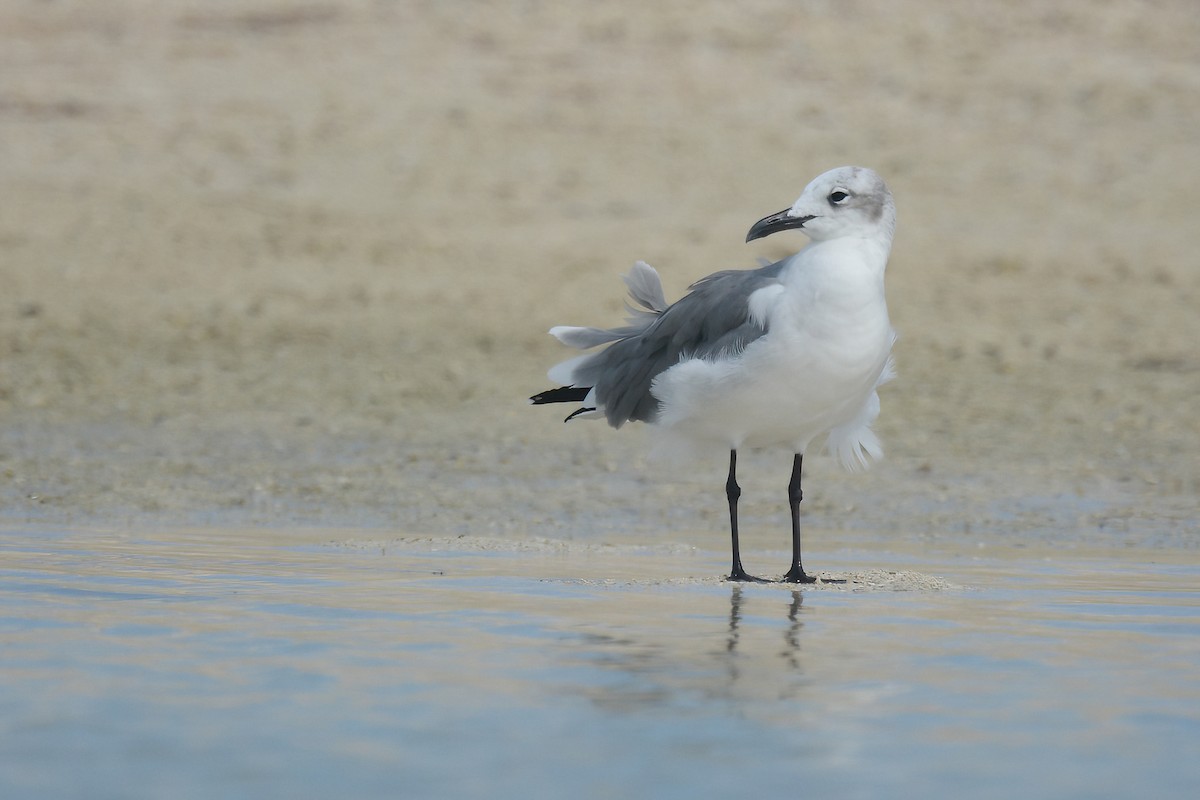 Gaviota Guanaguanare - ML611678858