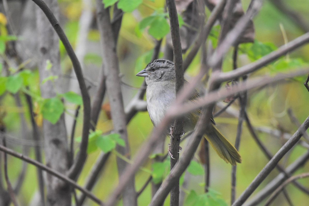 Green-backed Sparrow - ML611678914