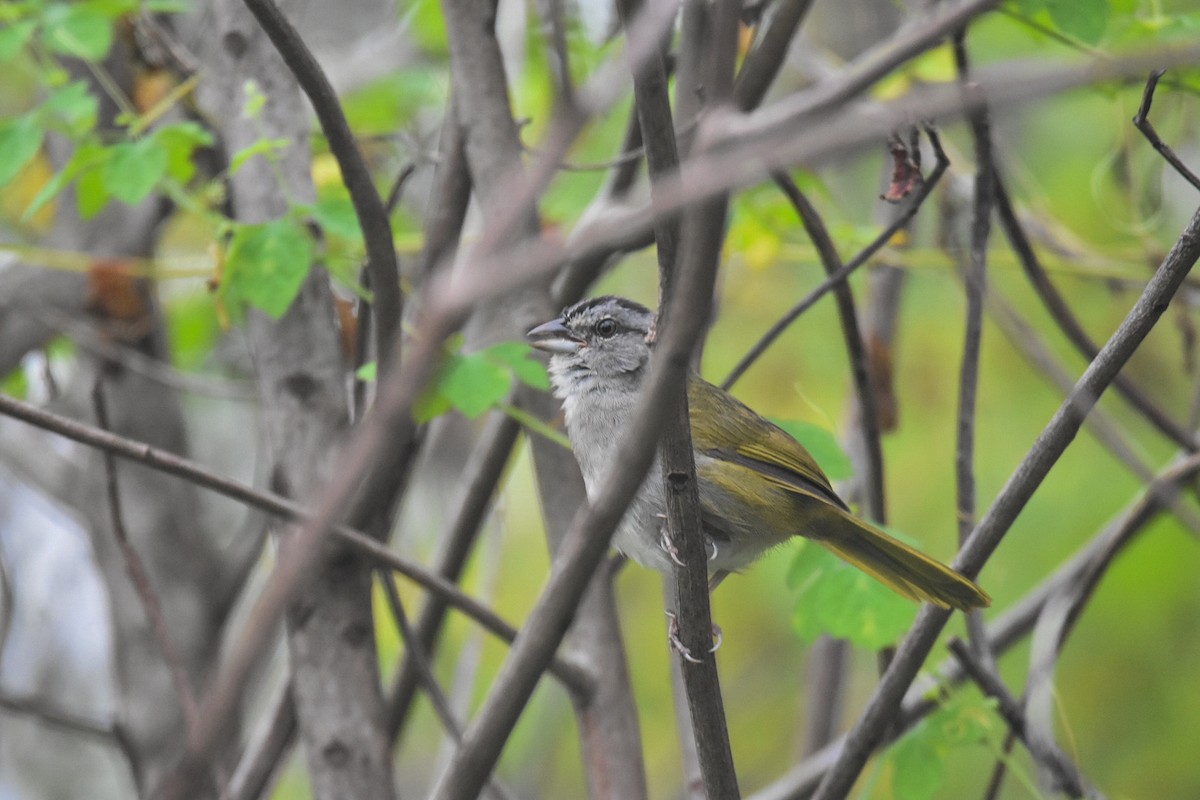 Green-backed Sparrow - ML611678915