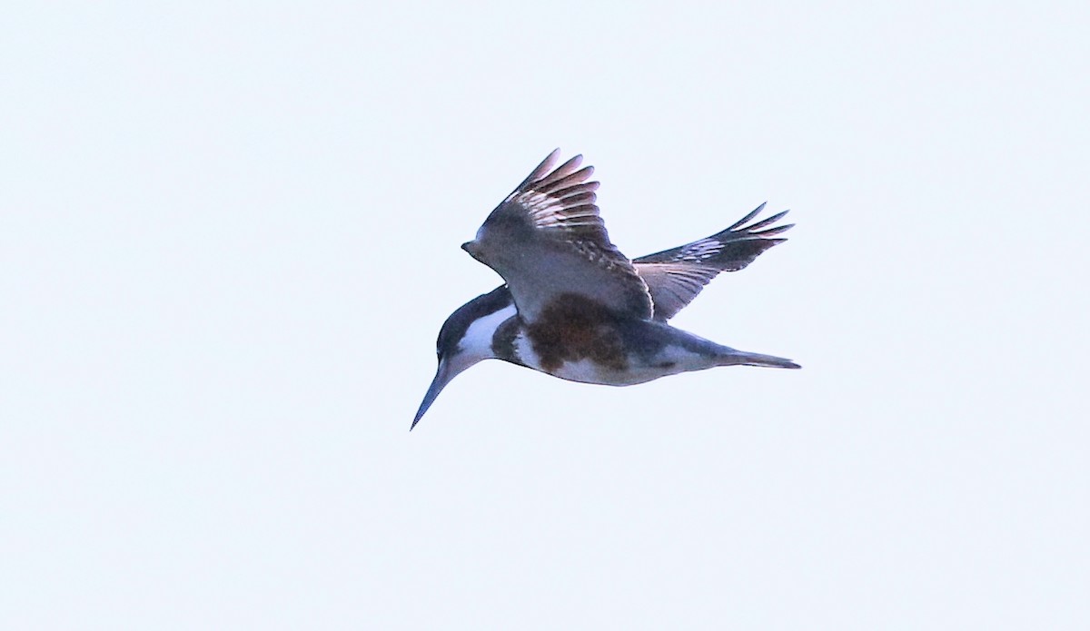 Belted Kingfisher - ML611678971