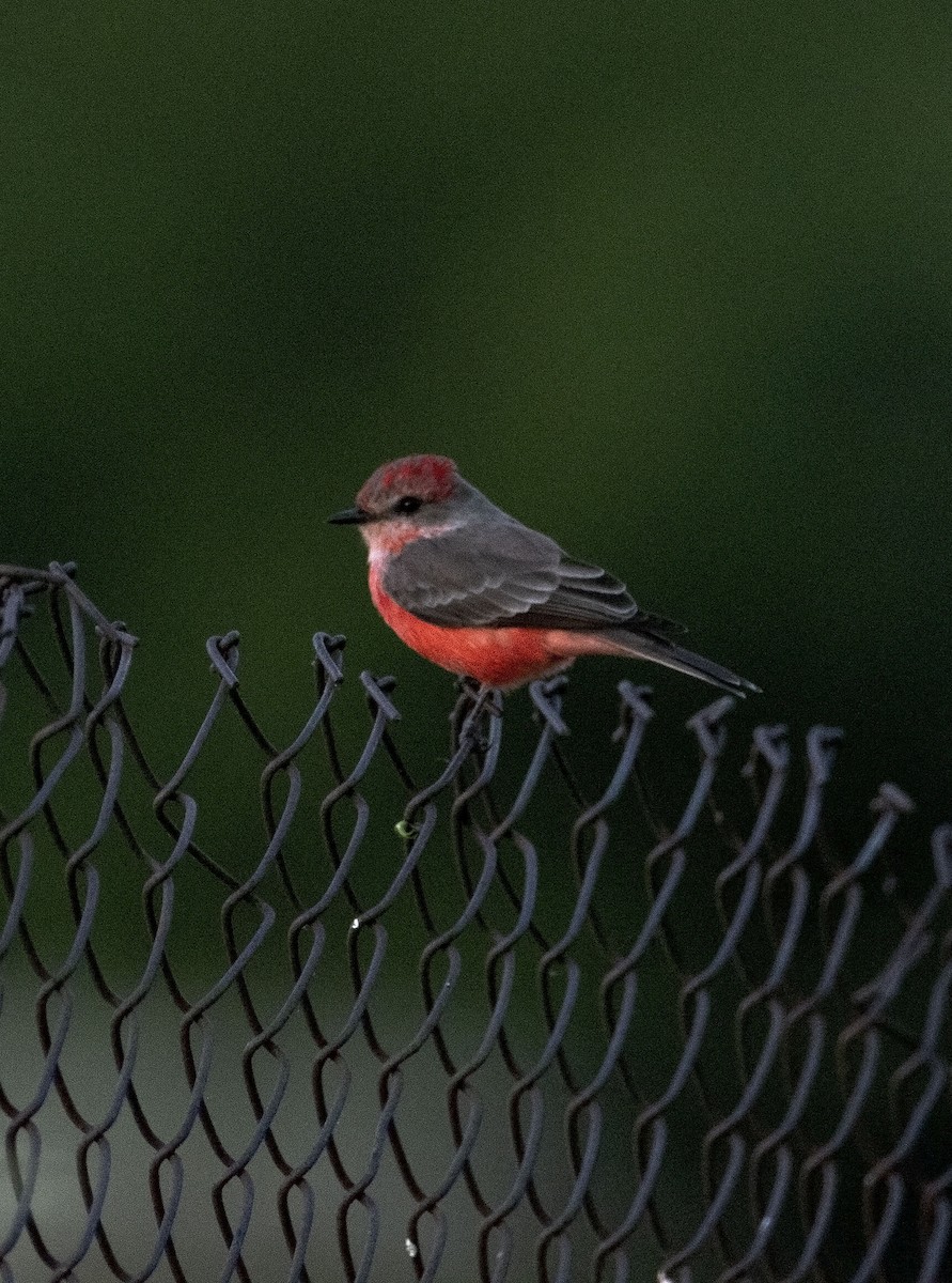 Vermilion Flycatcher - ML611679000