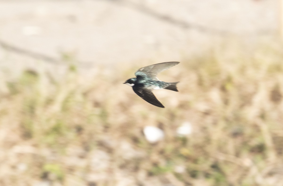 Tree Swallow - ML611679076