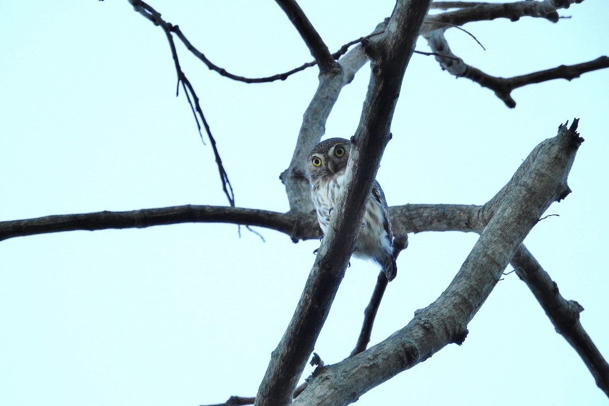 Ferruginous Pygmy-Owl - Héctor Moncada