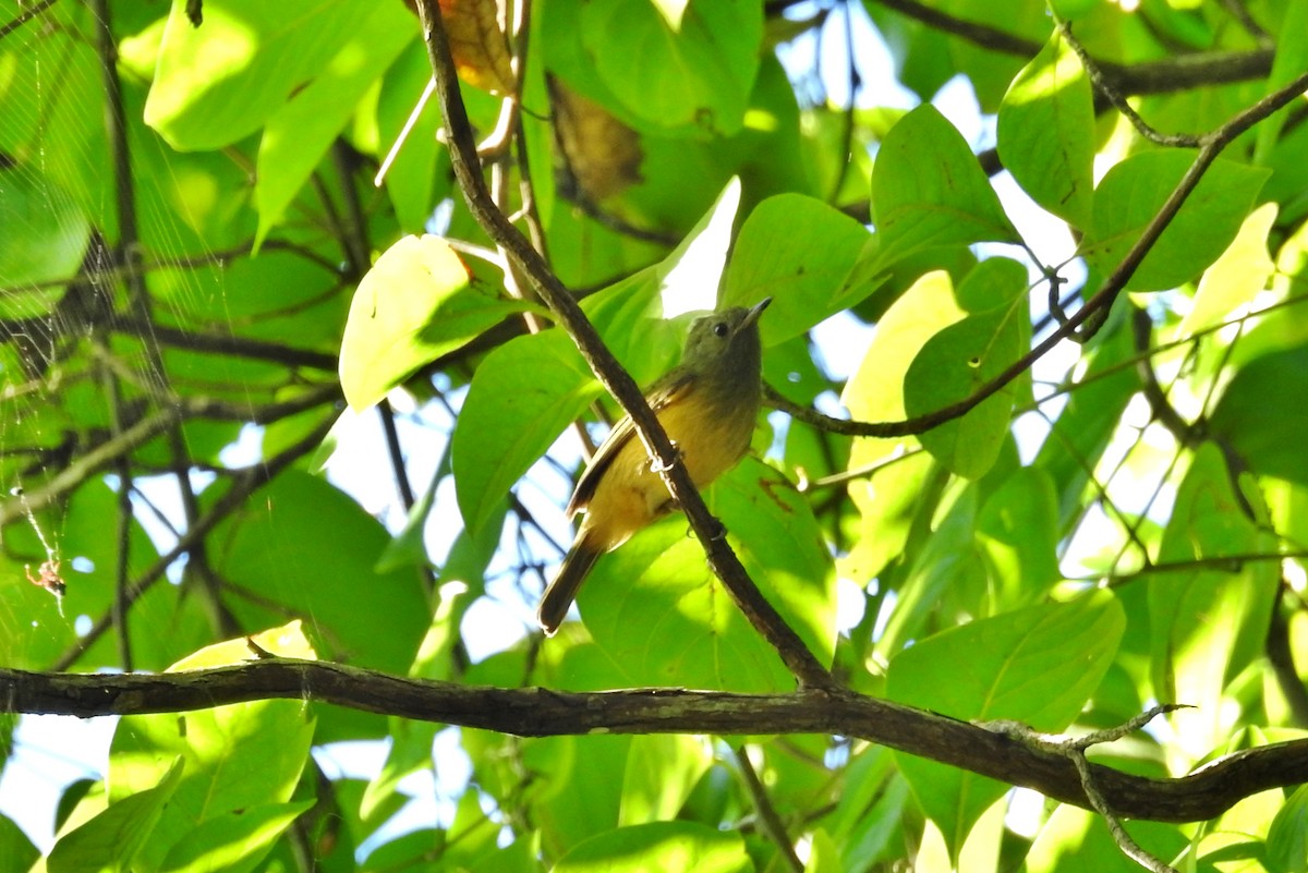 Ochre-bellied Flycatcher - ML611679096