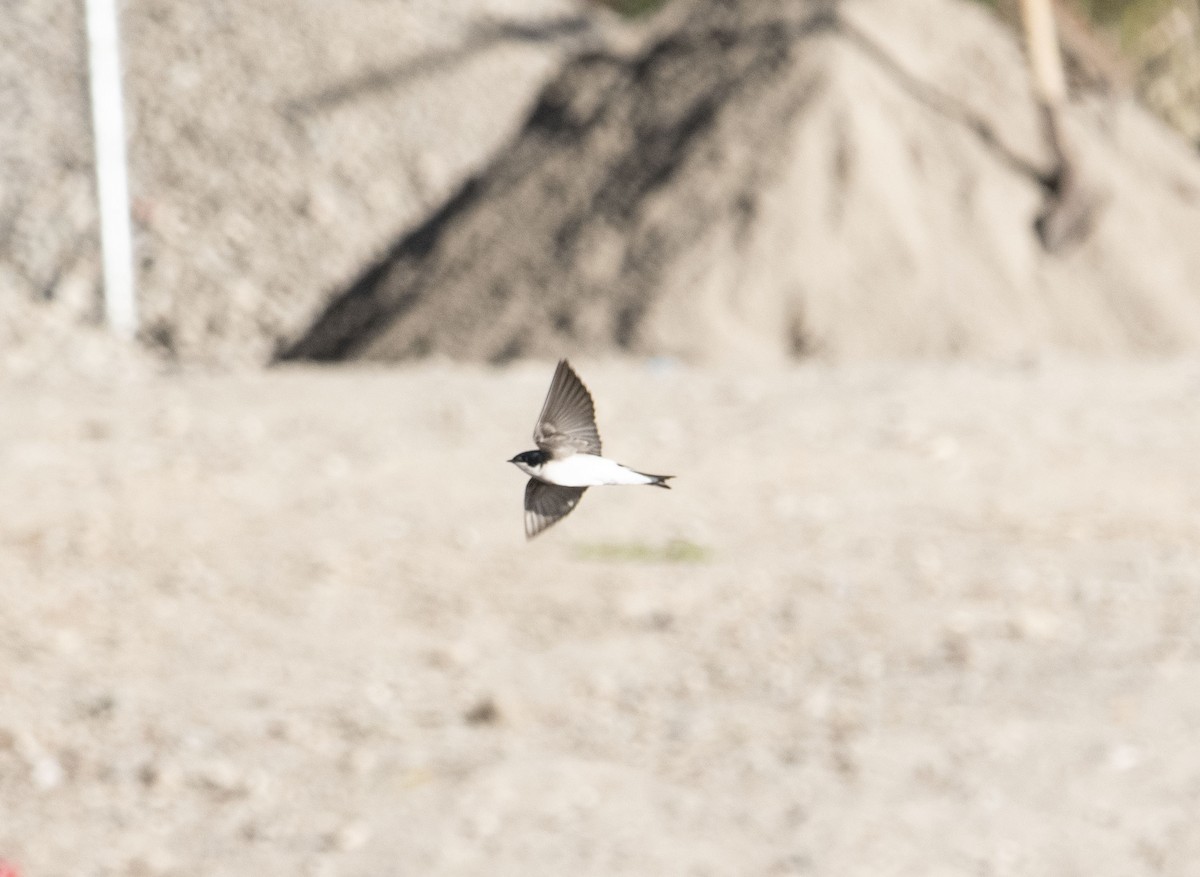 Tree Swallow - ML611679099