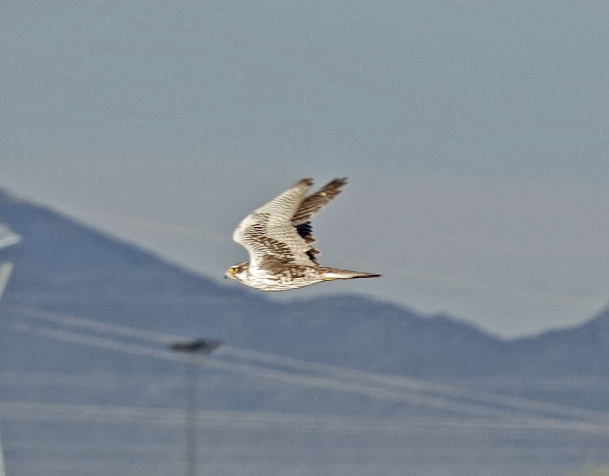 Prairie Falcon - ML611679136