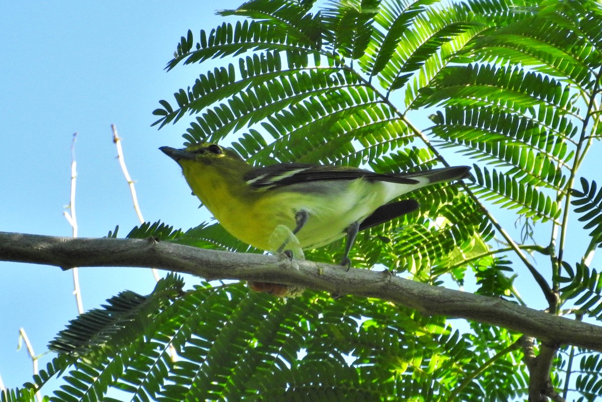 Yellow-throated Vireo - Héctor Moncada