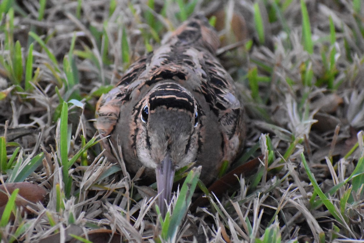 American Woodcock - ML611679270