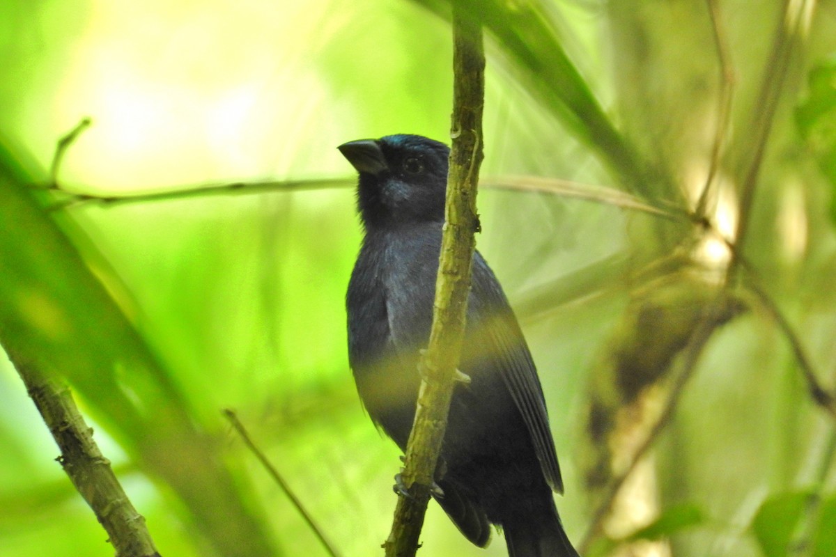 Blue Bunting - ML611679280