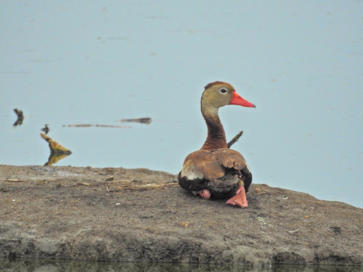 Black-bellied Whistling-Duck - Tammy Bright