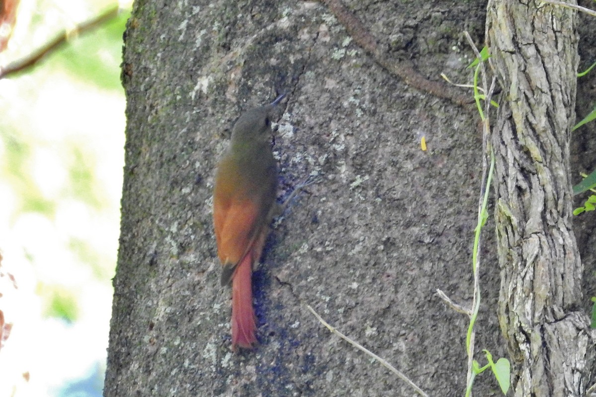 Olivaceous Woodcreeper - Héctor Moncada