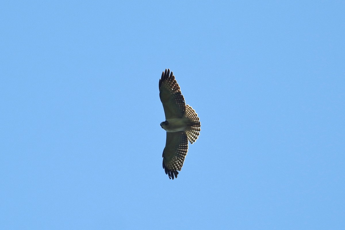 Short-tailed Hawk - Héctor Moncada