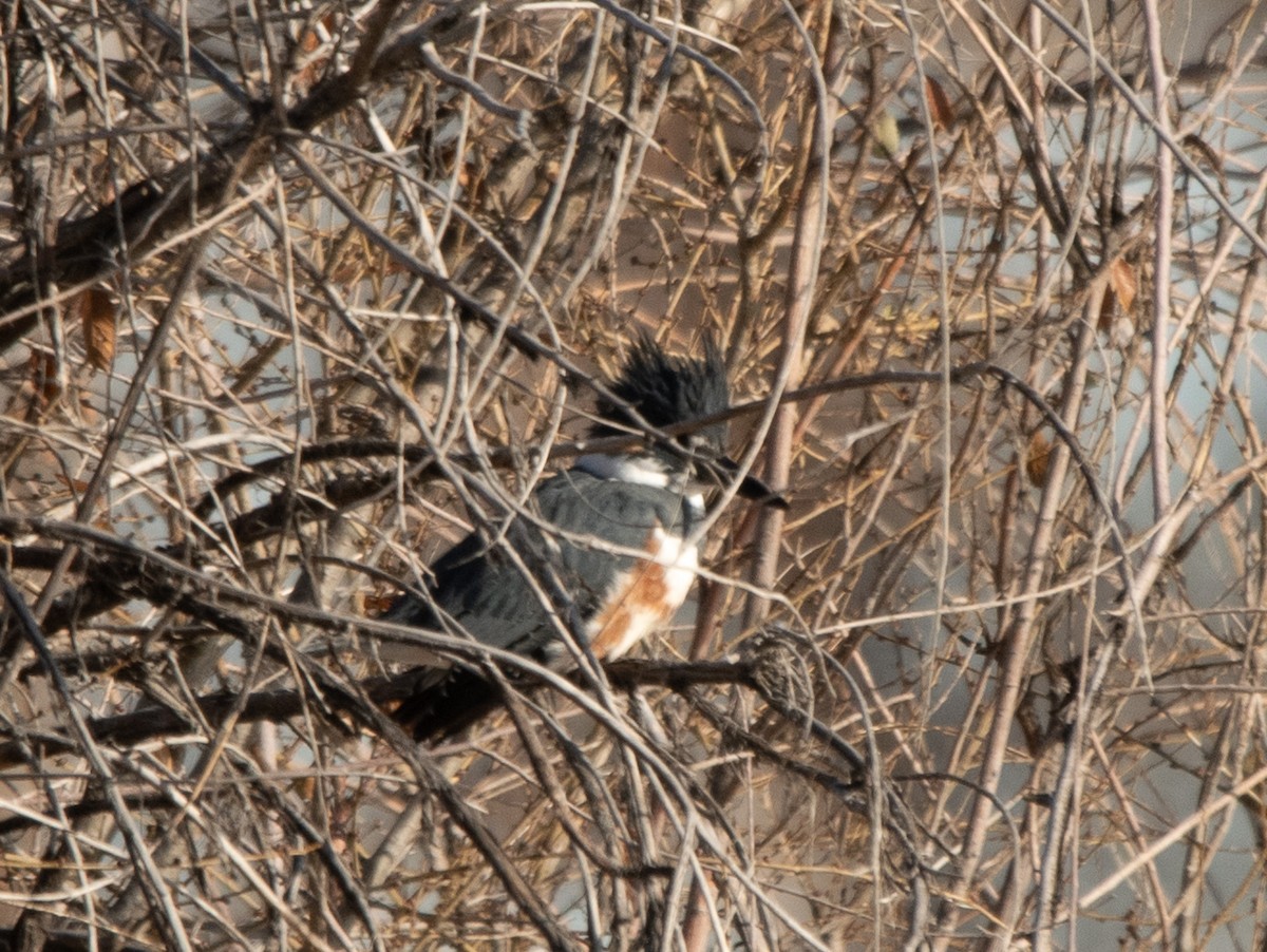 Belted Kingfisher - ML611679445