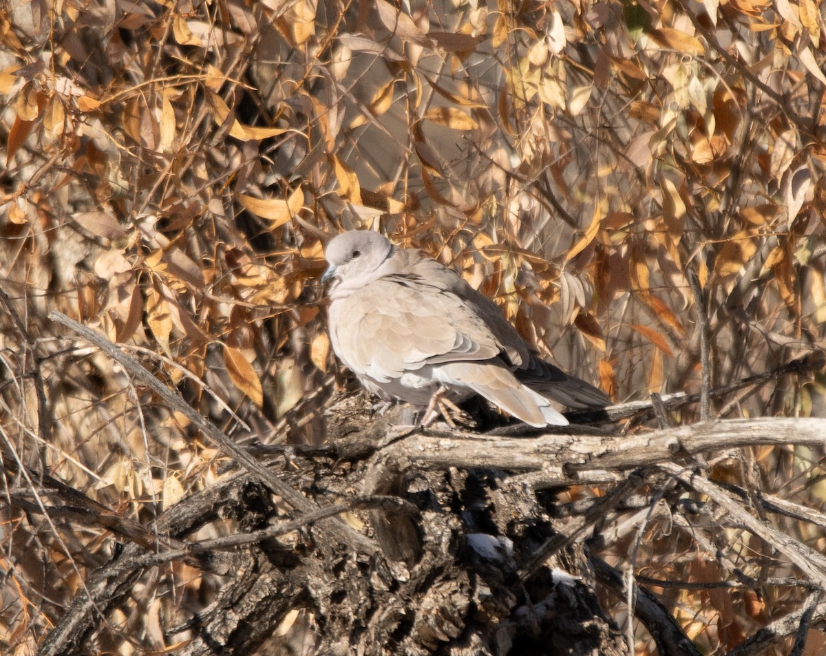 Eurasian Collared-Dove - ML611679494