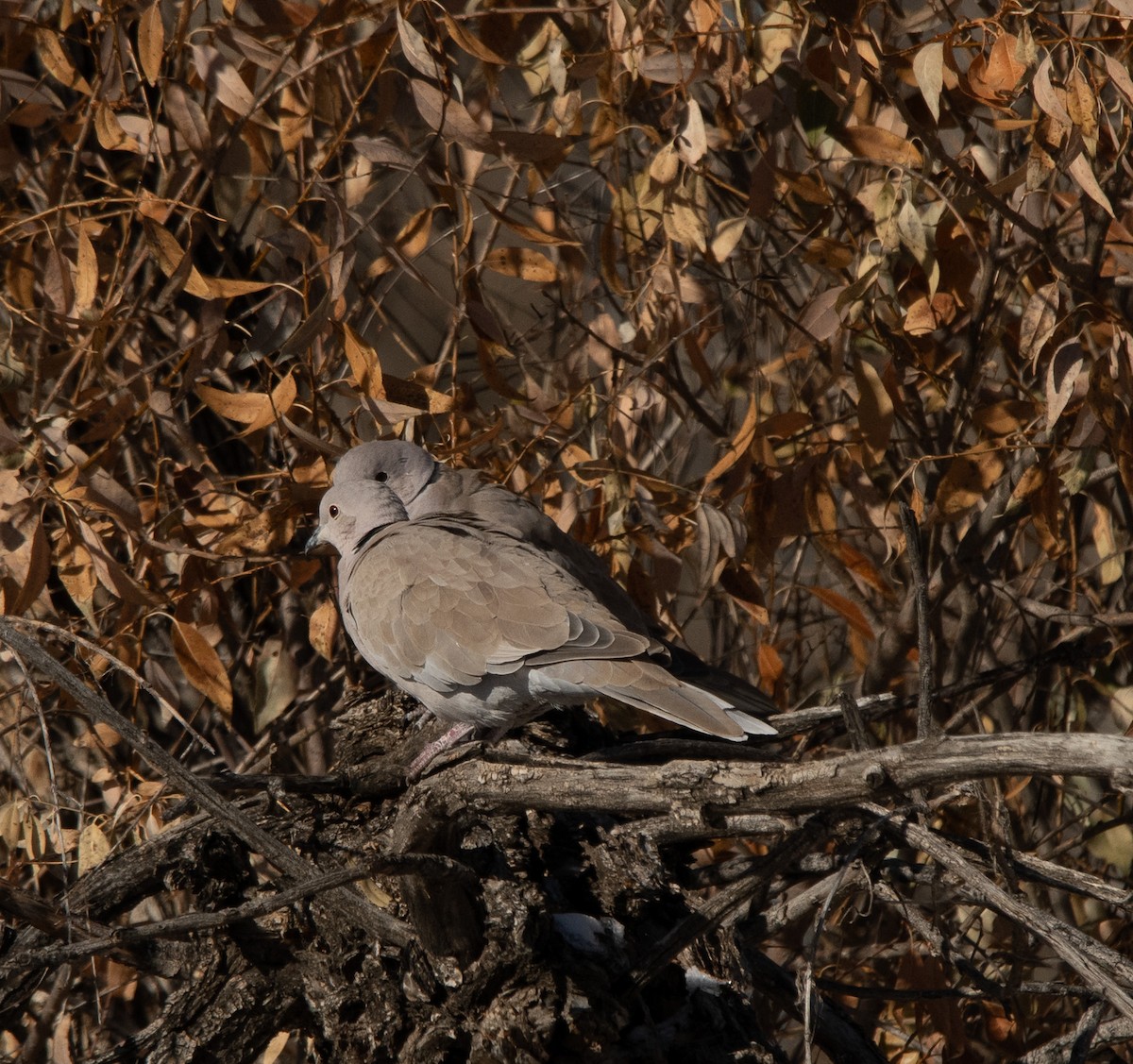 Eurasian Collared-Dove - ML611679495