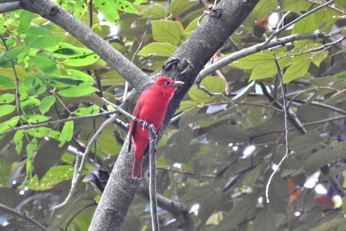 Summer Tanager - Héctor Moncada