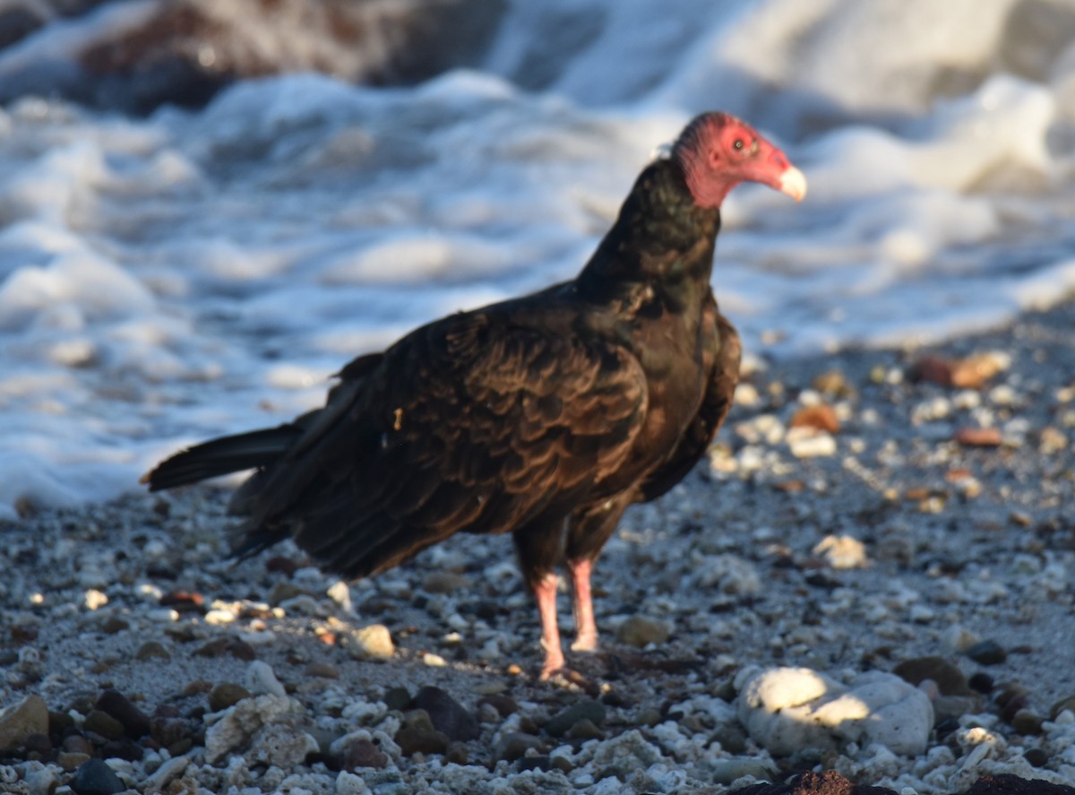 Turkey Vulture - ML611679552