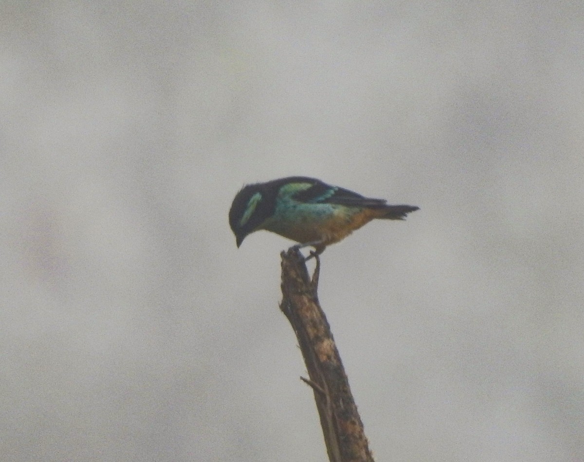 Blue-browed Tanager - ML611679555