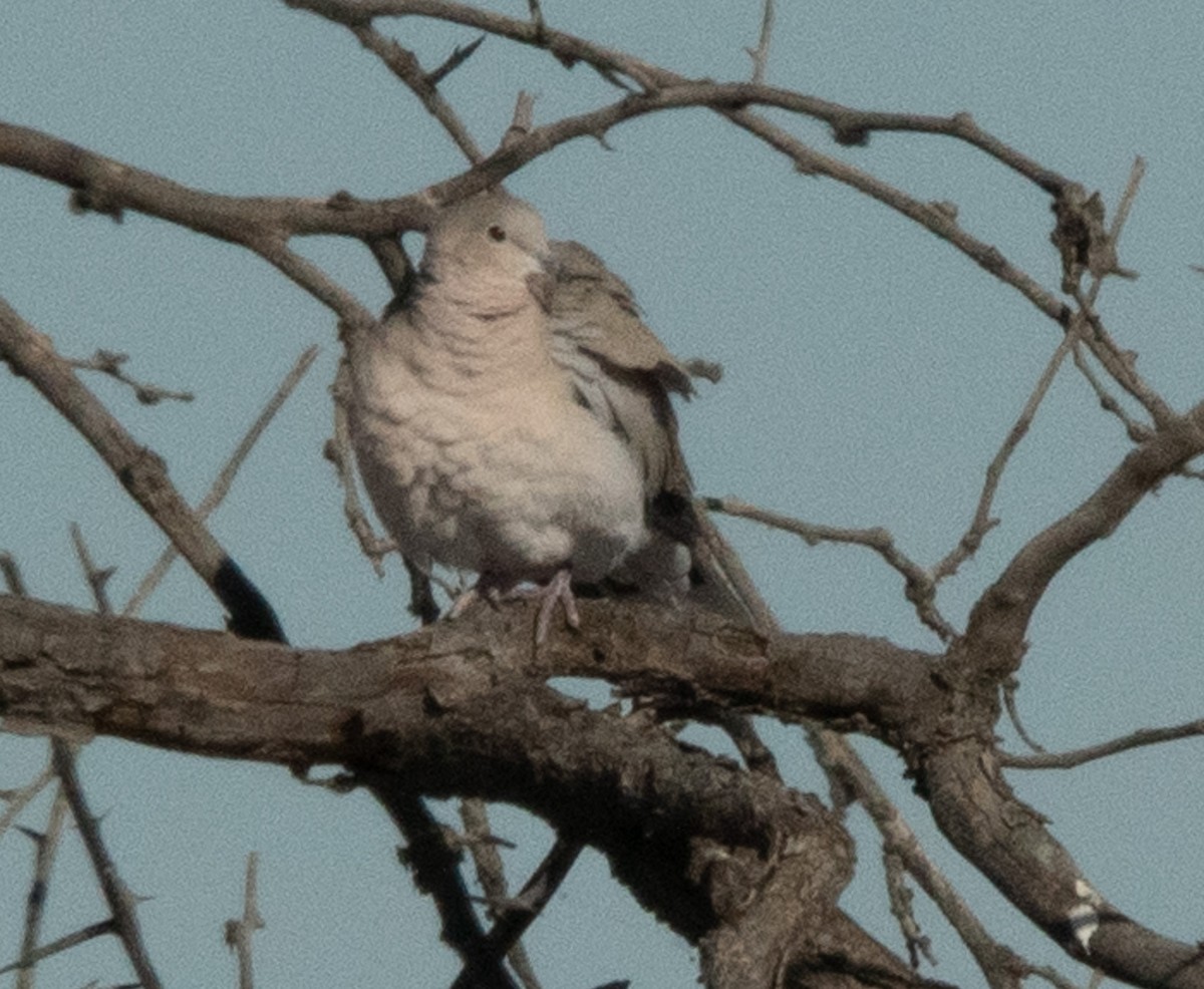Eurasian Collared-Dove - ML611679557