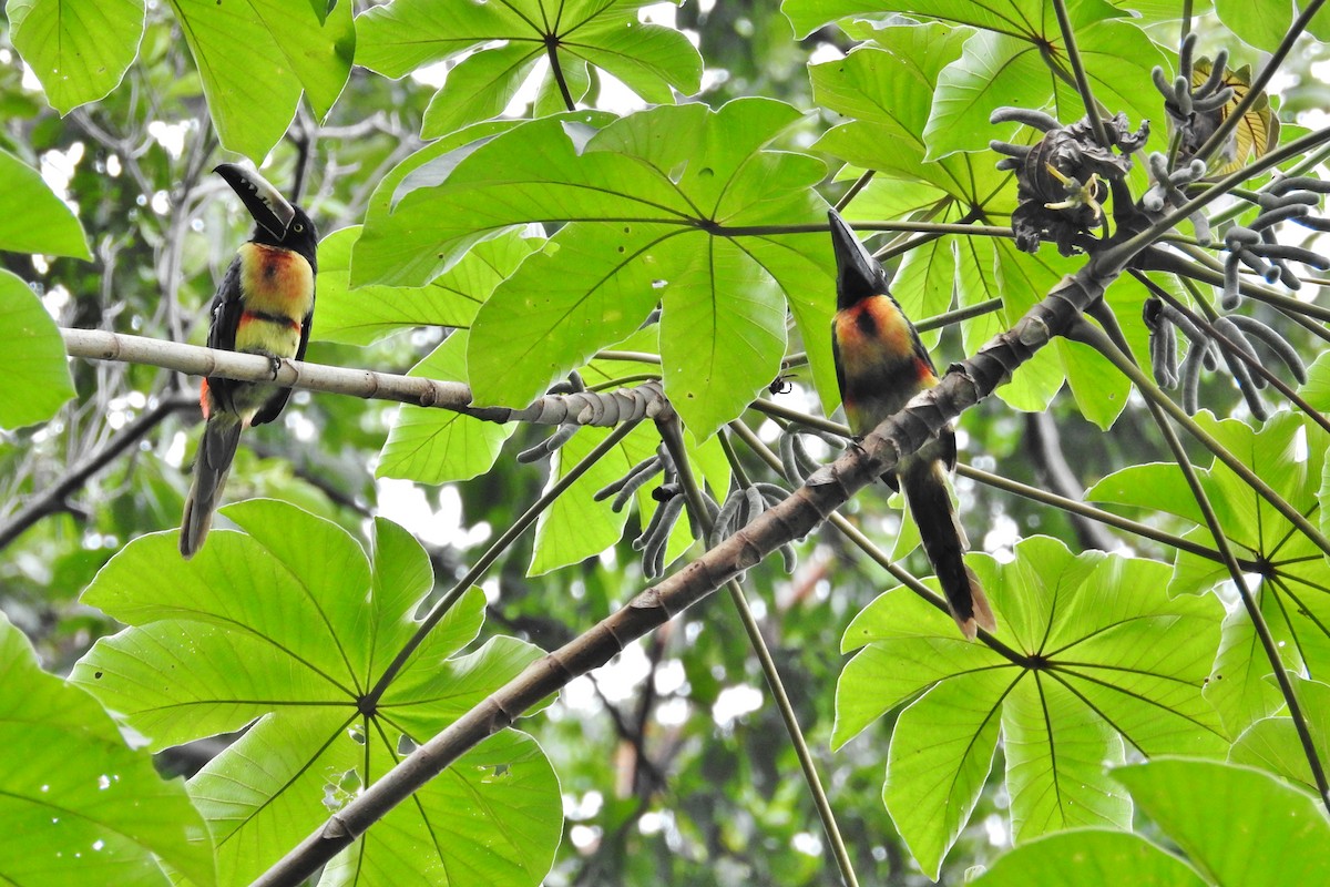 Collared Aracari - Héctor Moncada