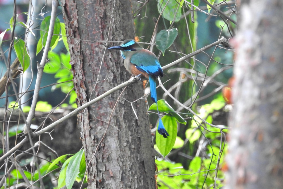 Turquoise-browed Motmot - Héctor Moncada