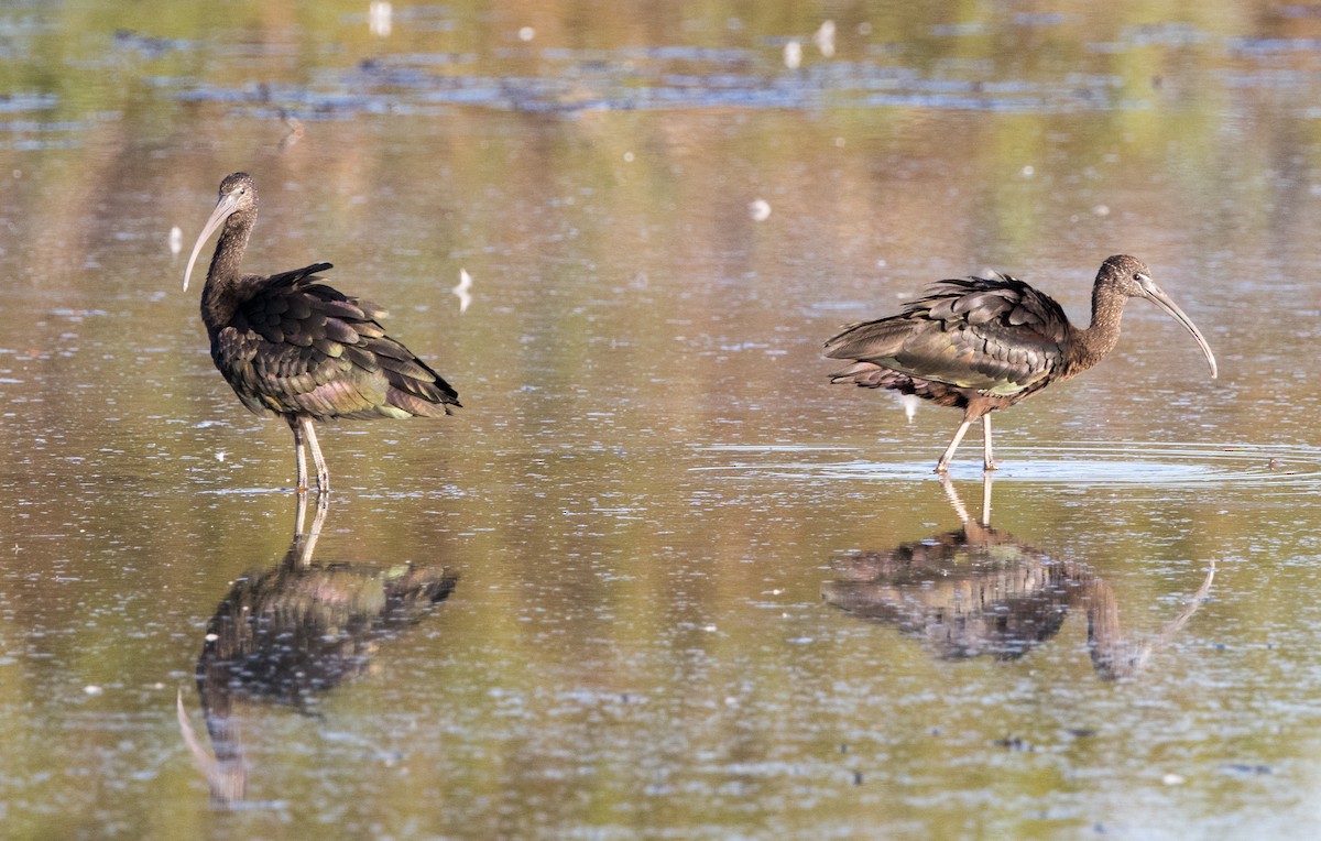 Glossy Ibis - ML611679882