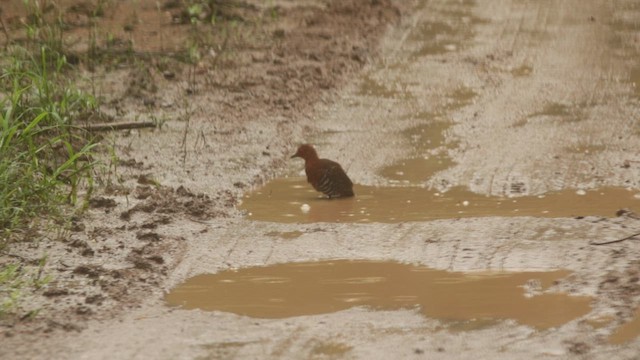 Red-legged Crake - ML611679893