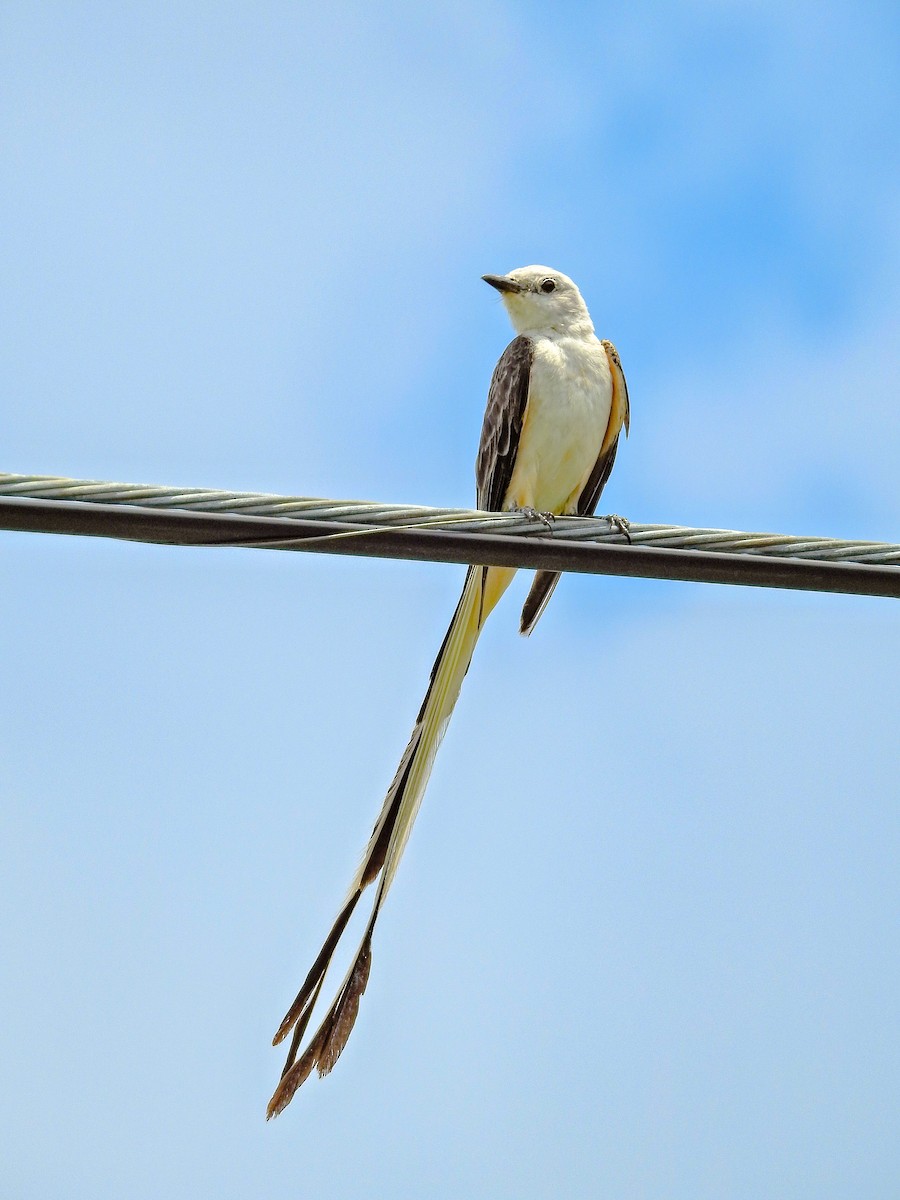 Scissor-tailed Flycatcher - ML611679898