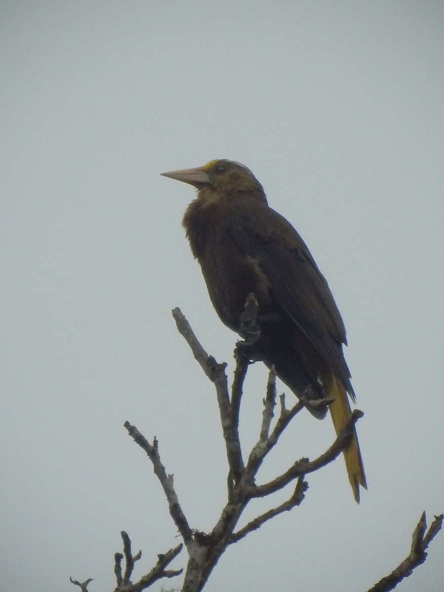 Russet-backed Oropendola - ML611679922