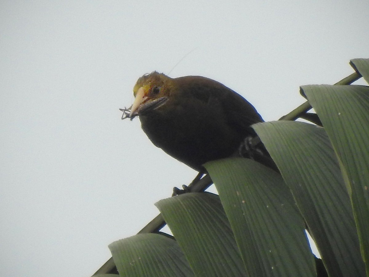 Russet-backed Oropendola - ML611679923