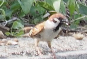 Eurasian Tree Sparrow - ML611680023