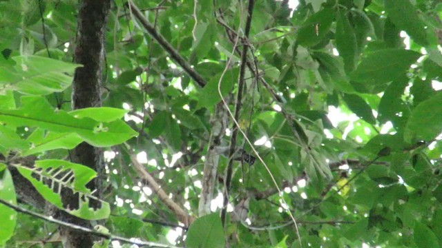 Barred Antshrike - ML611680033