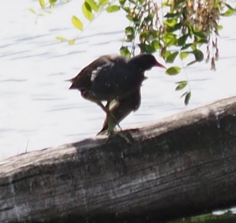 Gallinule poule-d'eau - ML611680059