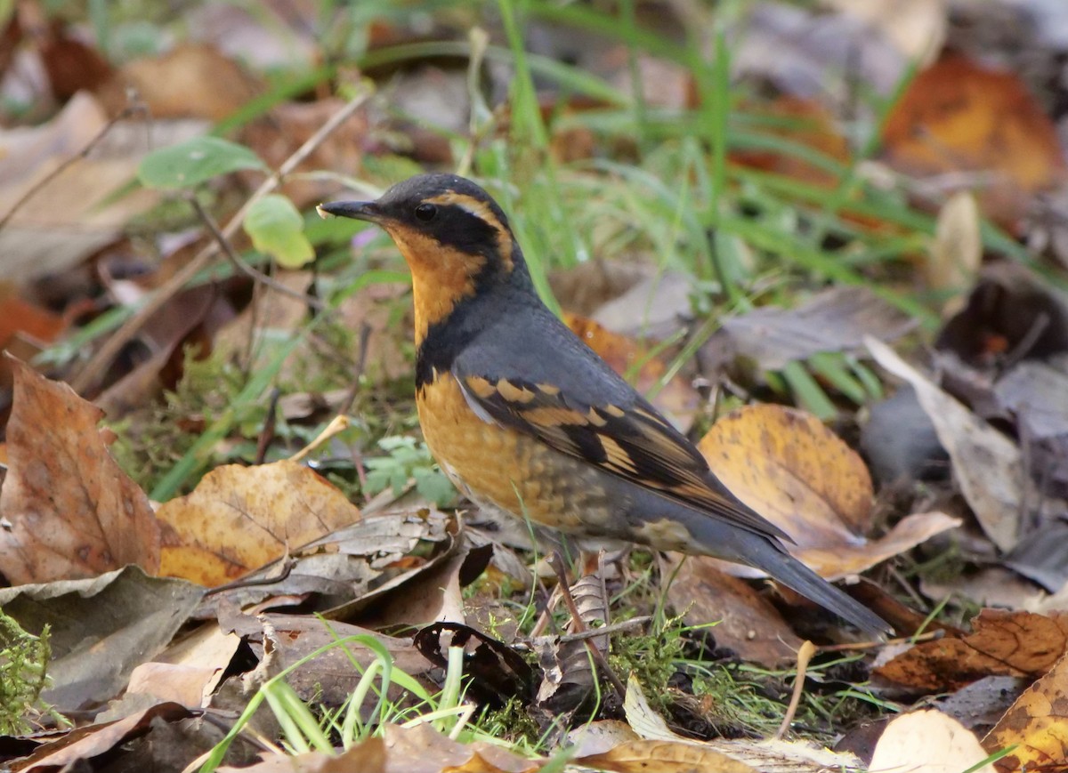 Varied Thrush - ML611680061