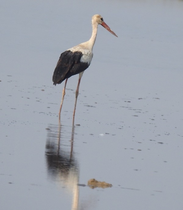 White Stork - ML611680106