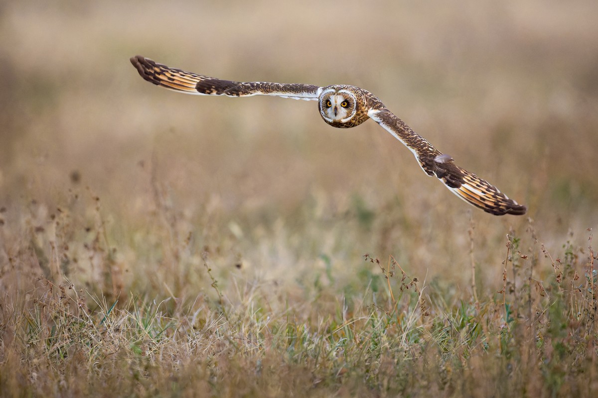 Short-eared Owl - ML611680119