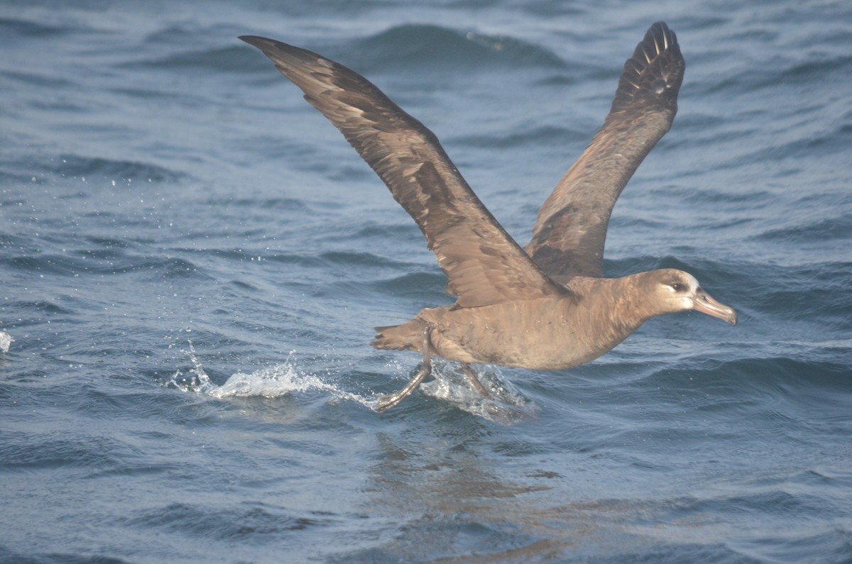 Kara Ayaklı Albatros - ML611680134