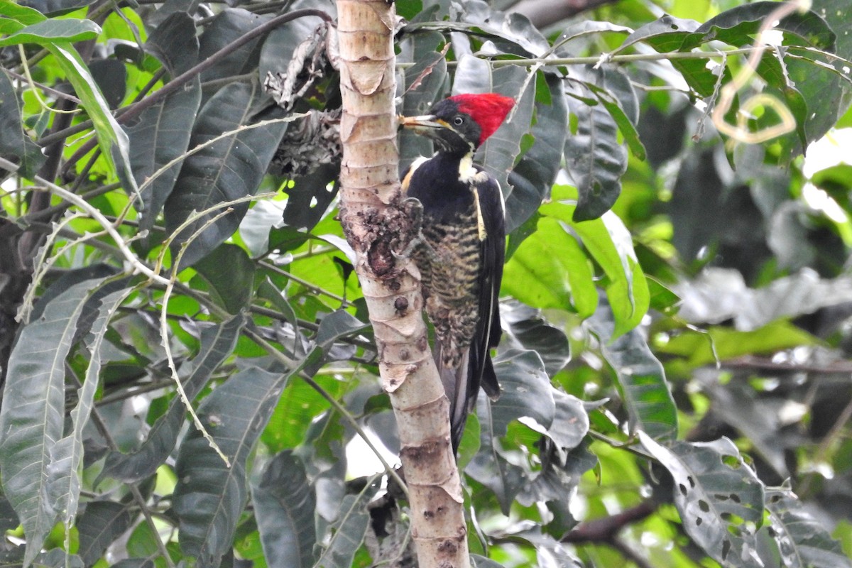 Lineated Woodpecker - Héctor Moncada