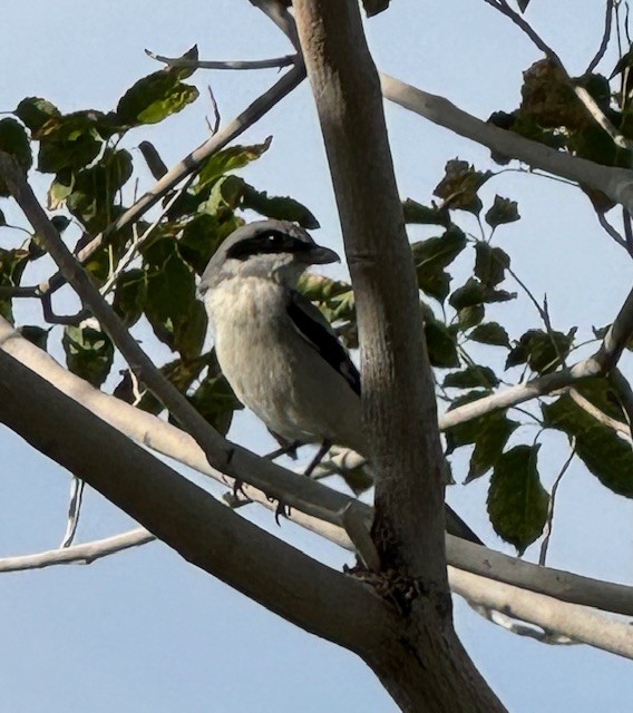 Loggerhead Shrike - ML611680164